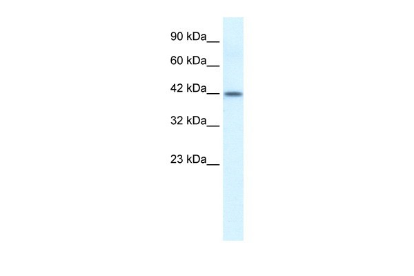 ESR2 antibody - N-terminal region
