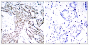 STAT3 (Phospho-Ser727) antibody