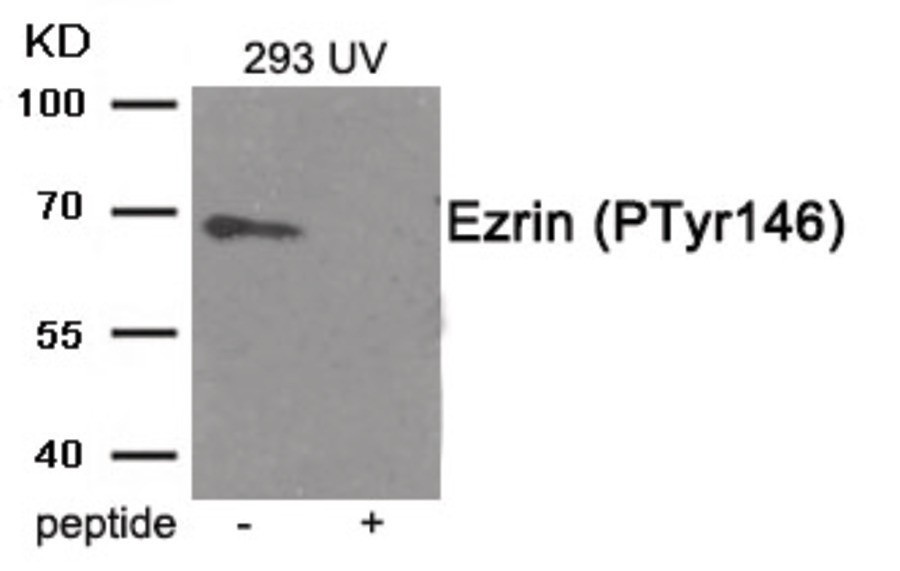 Ezrin (phospho Tyr146) Antibody