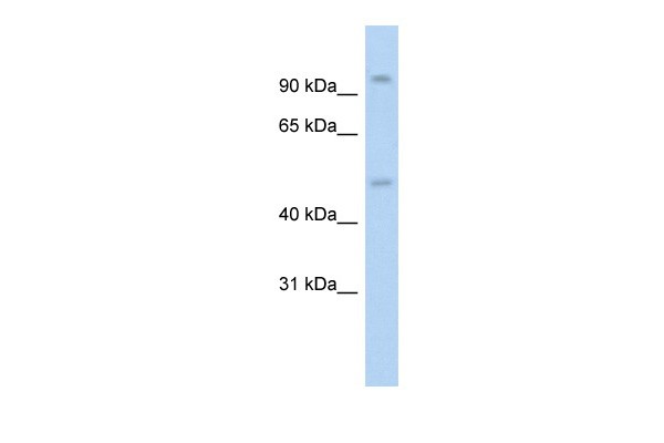 NR3C1 antibody