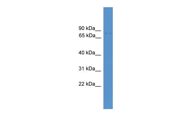 Foxj3 antibody - middle region