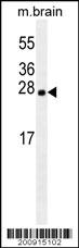 LXN Antibody