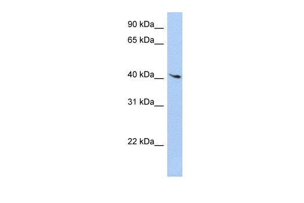 LYL1 antibody