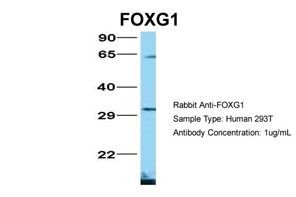 FOXG1 antibody - N-terminal region