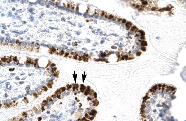 E2F4 antibody