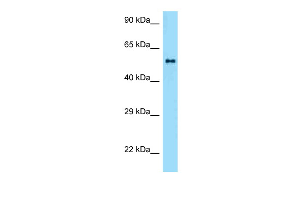 Zbtb37 antibody - middle region
