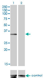 MSI2 Antibody (monoclonal) (M08)