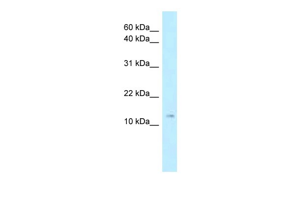 Stmn1 antibody - N-terminal region