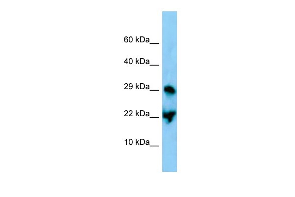 Atf3 Antibody - C-terminal region