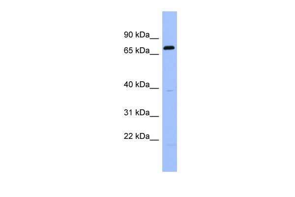 RGS9 antibody