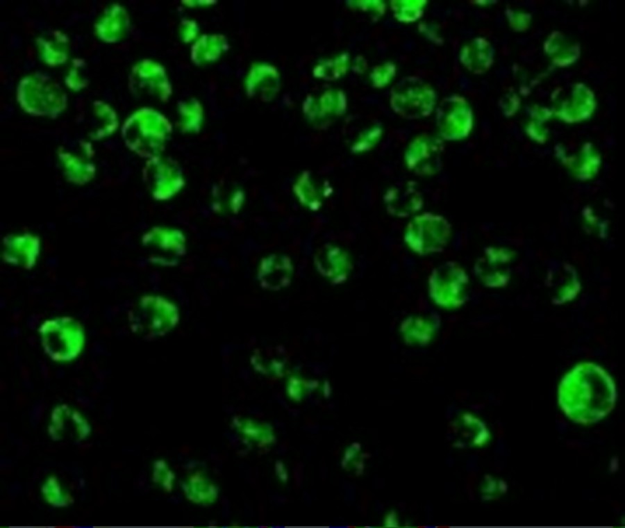 IRF8 Antibody