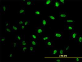 MPG Antibody (monoclonal) (M10)