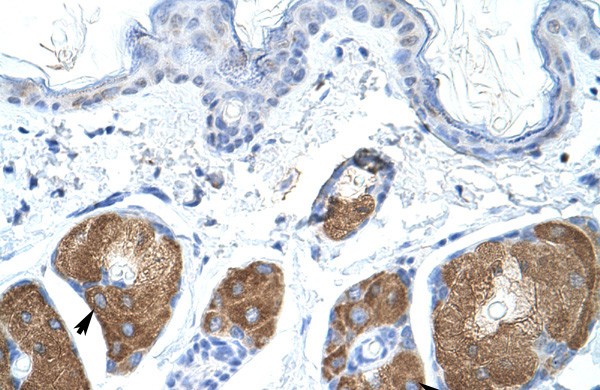 2010315L10RIK Antibody