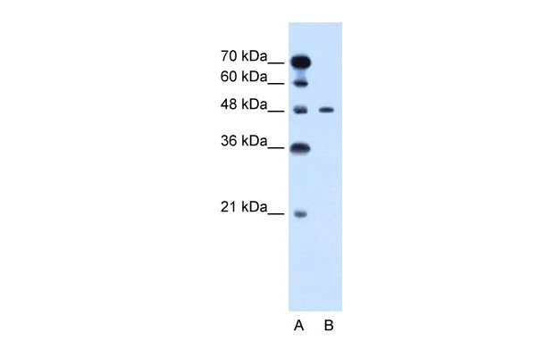 PBX1 antibody
