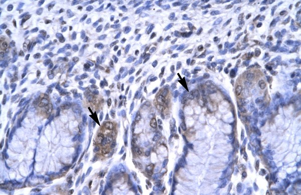RBPSUH antibody