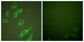 14-3-3 zeta (Phospho-Ser58) antibody