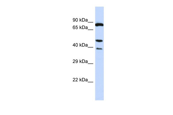 ILK Antibody