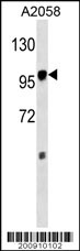 MAP4K3 Antibody (ascites)