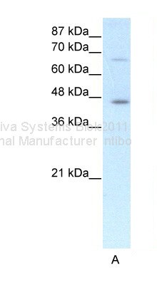 ESR2 antibody - N-terminal region