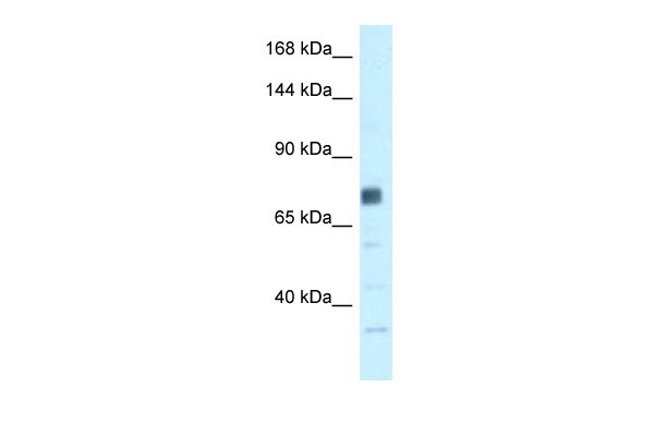 BRCA1 antibody