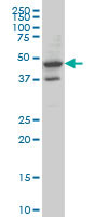 MRPS27 Antibody (monoclonal) (M14)