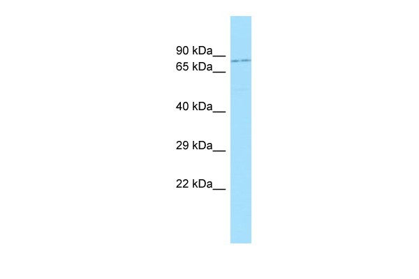 Foxo1 Antibody