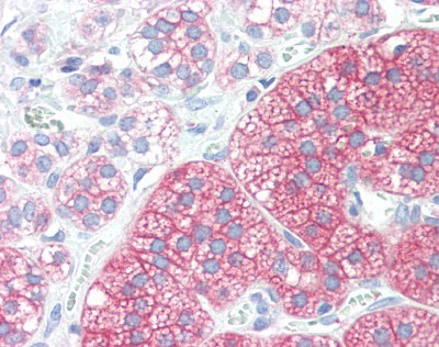 SRC Antibody