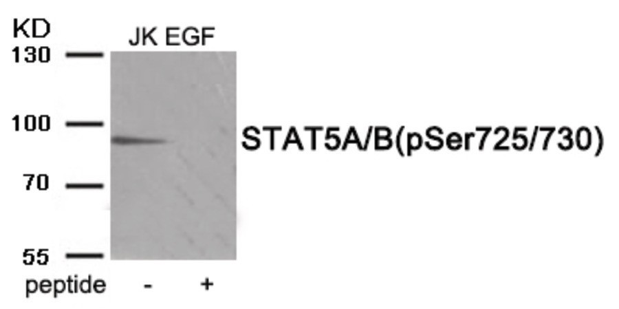 STAT5A/B (phospho Ser725/730) Antibody