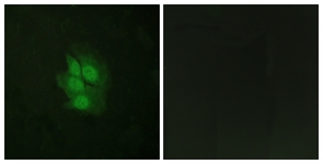 p53 (Phospho-Ser392) antibody