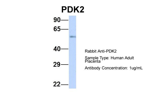 PDK1 antibody