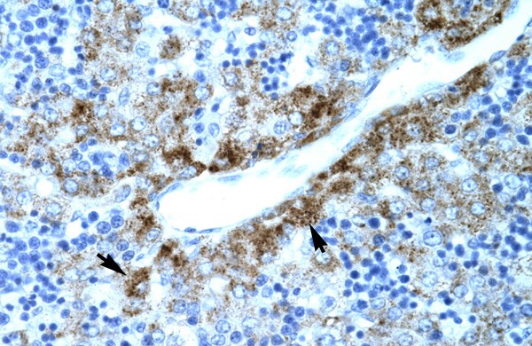 SLC30A9 antibody