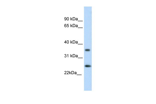FADD antibody