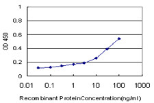 MYL6 Antibody (monoclonal) (M10)