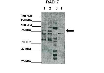 RAD17 antibody
