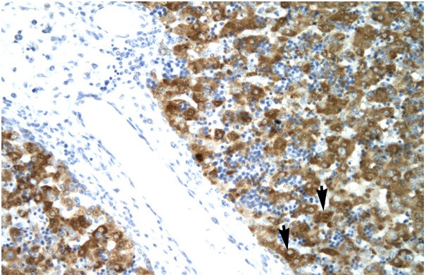 NFYA antibody