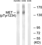 Met (Phospho-Tyr1234) antibody
