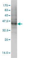 MOCS3 Antibody (monoclonal) (M01)