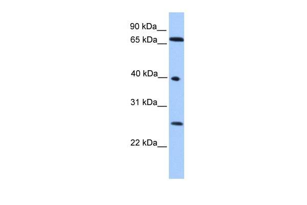 L3MBTL2 antibody