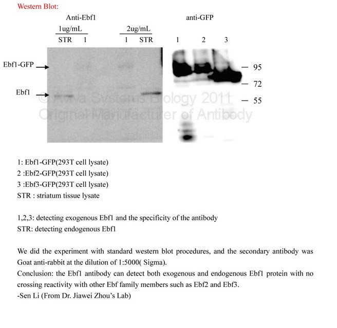 EBF1 antibody - N-terminal region