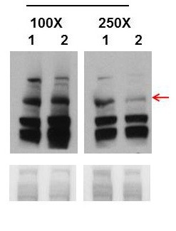 BRCA1 antibody - middle region