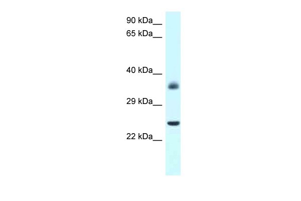 Jund antibody