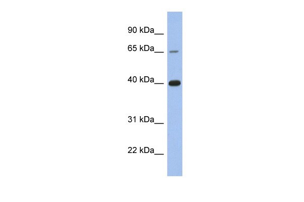 ESR1 antibody