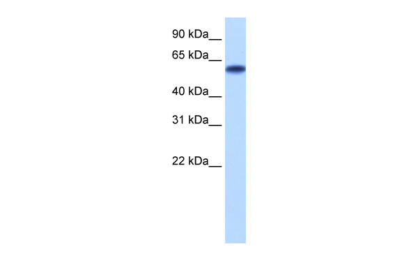 ZNF394 antibody