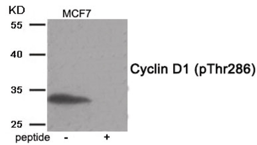 Cyclin D1 (phospho Thr286) Antibody