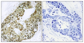 IkappaB-alpha antibody