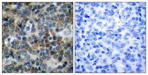 VASP (Phospho-Ser238) antibody