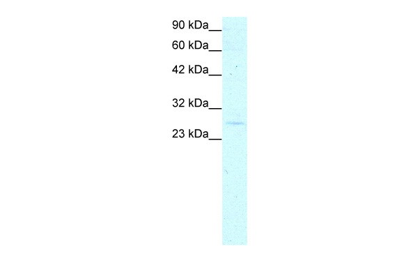 YEATS4 antibody