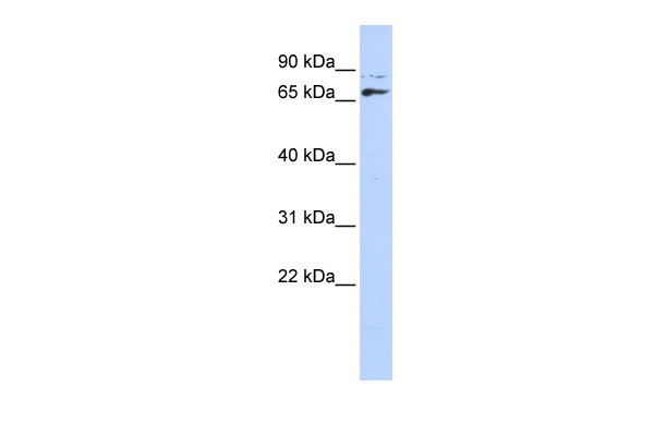 DLX4 antibody - middle region