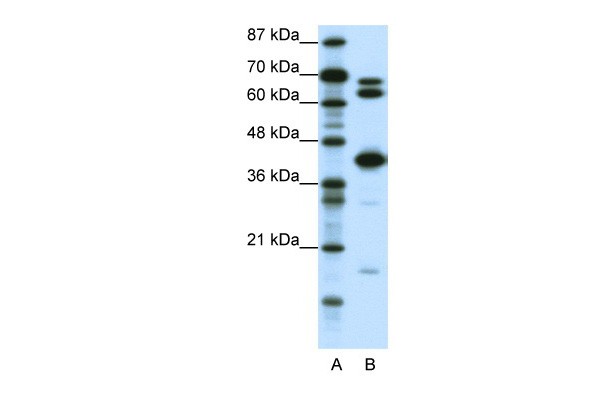 E2F2 antibody - middle region