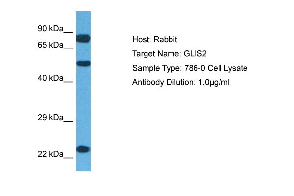 GLIS2 antibody